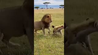 Incredible Footage Of A Hyena Outsmarting A Lion Perfectly