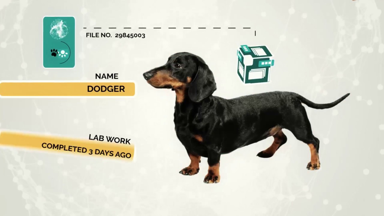 Animal Intelligence Integrated Records