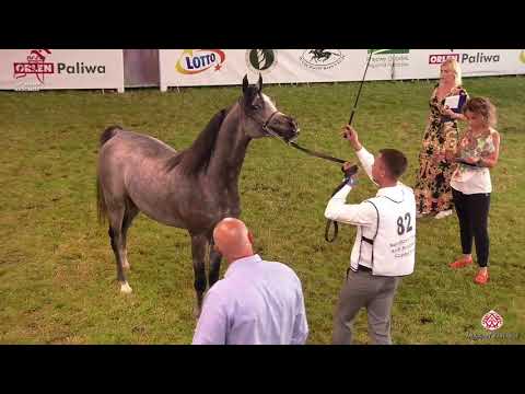 N 82 PTOLEMEUSZ   2020 PRIDE OF POLAND   42nd Arabian Horse National Show   2 3 Years Old Colts Clas