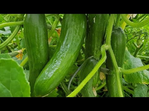 How to Grow Cucumber at Home | Complete Cucumber Gardening Guide for Beginners