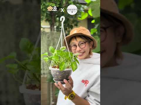 日当たりの良い鉢植え：熱波に強い13種からお選びください  庭園