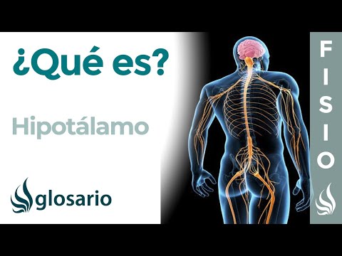 HIPOTÁLAMO | Qué es, ubicación, cómo trabaja, partes y lesiones