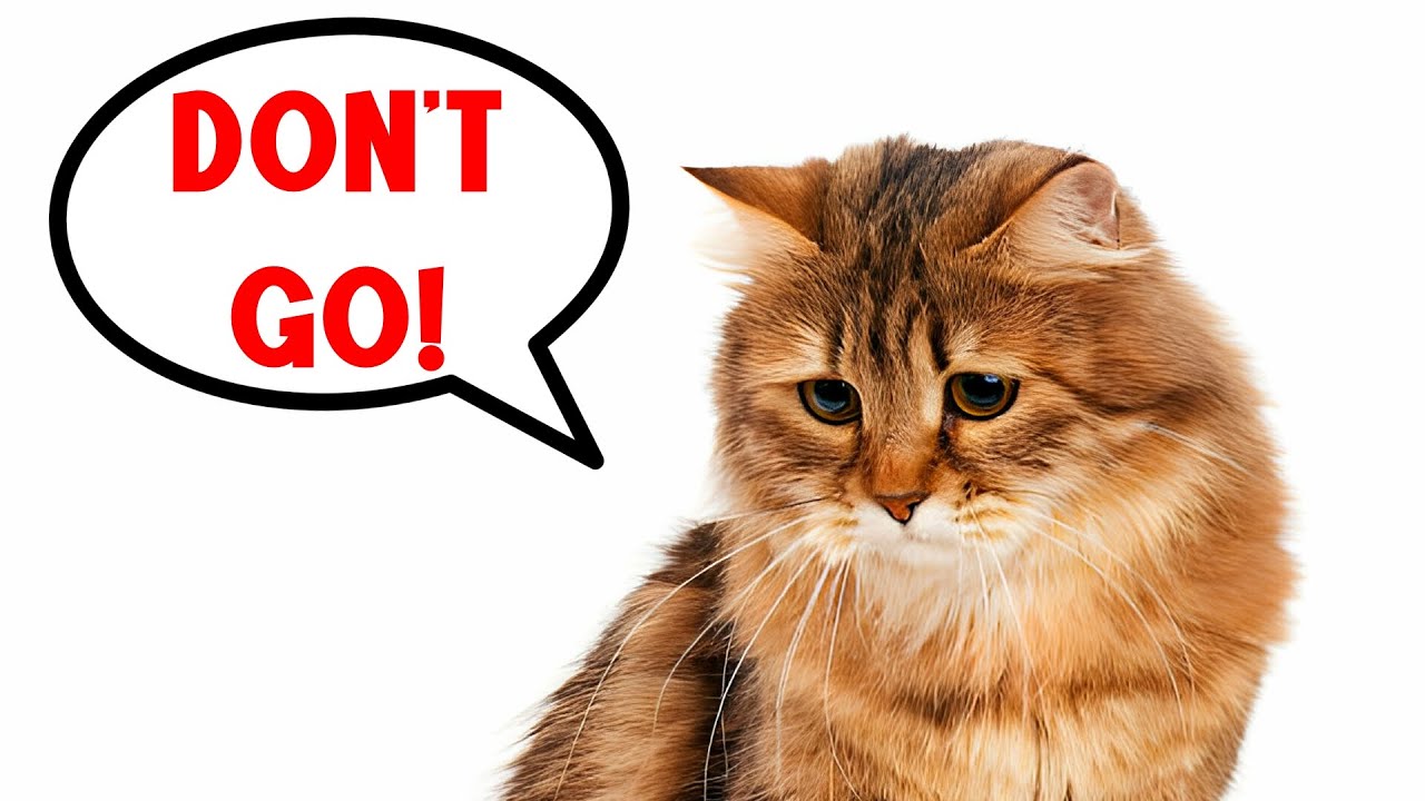 8 Signs that Your Cat Is Lonely - NEVER IGNORE 🔥