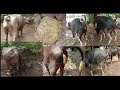 Cow Pooping Buffalo Pooping Cow Vs Buffalo Pooping Video