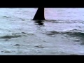 Dolphins The Wild Side