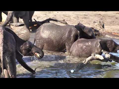 Djuma: Breeding herd of Elephants enjoy a drink and splash about - 16:28 - 11/17/18