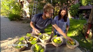NDR Mein Nachmittag– Birnbäume pflanzen:  Welche Sorten eignen sich?