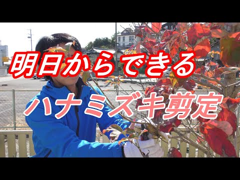 園芸 ヴィーナス ハナミズキ