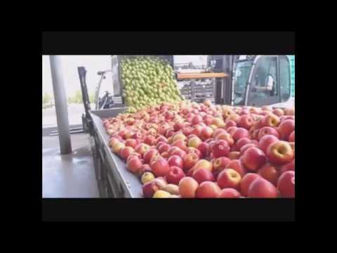 Püreelinie  Kat-Nr. 18-00122L.