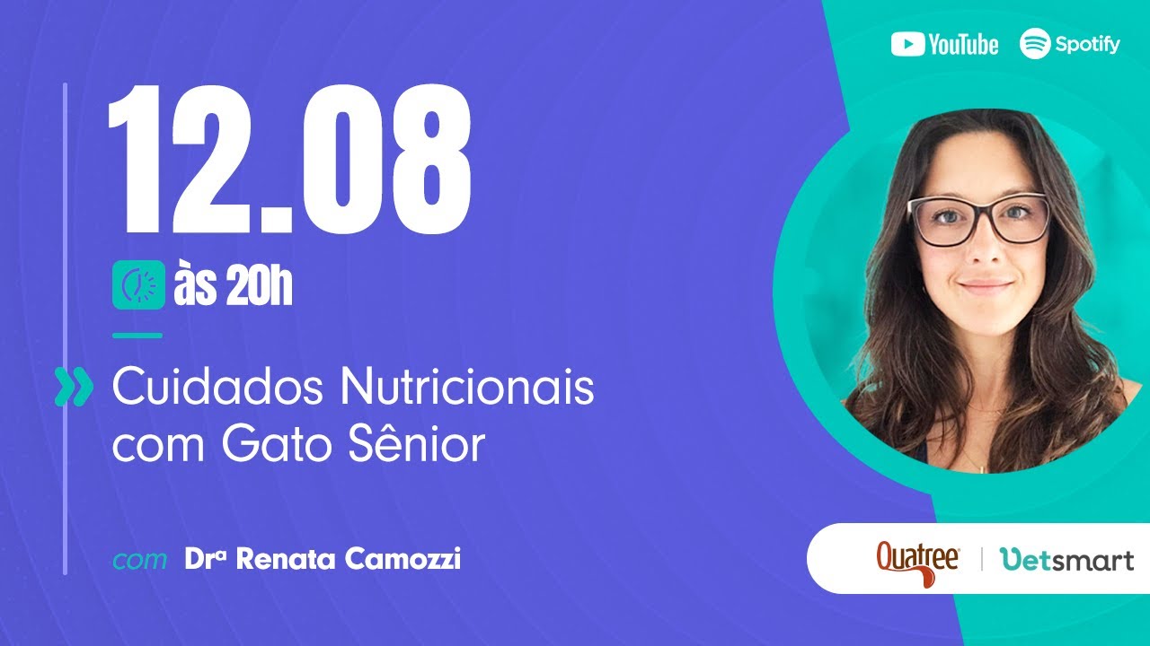 Cuidados nutricionais com o gato Sênior
