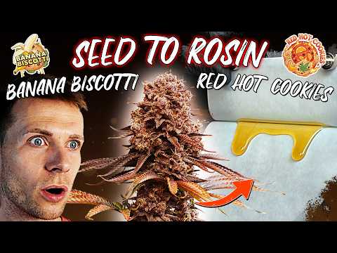 From seed to honey 🍯 Our complete grow + washing & pressing