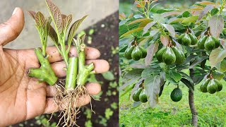 Since knowing this method I can multiply avocado trees quickly