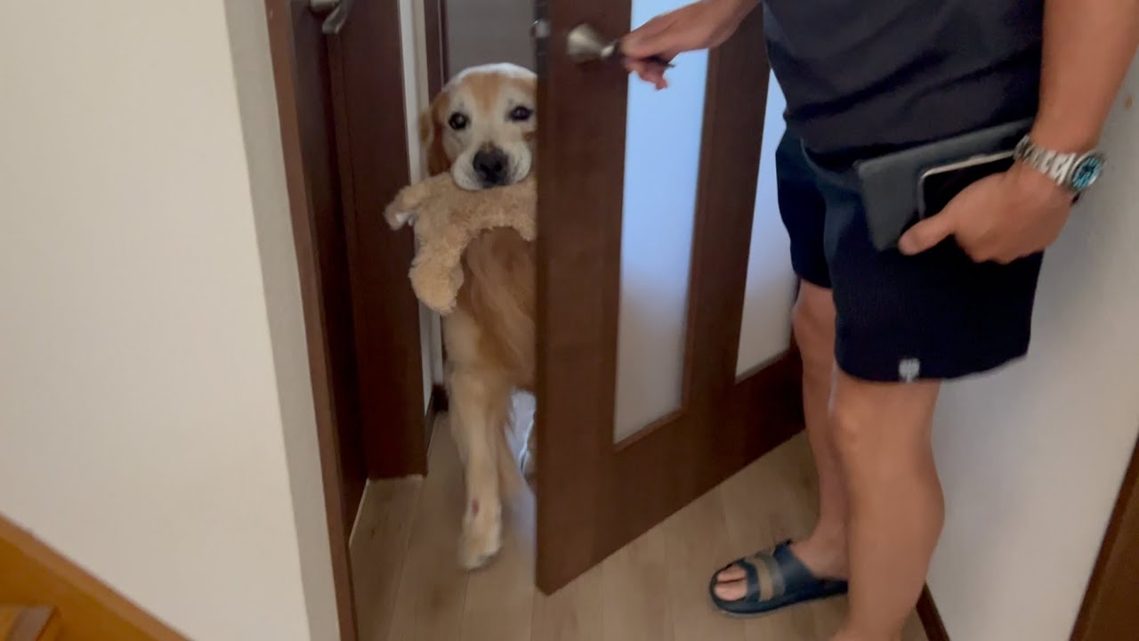 愛犬を置いて食事に出掛けたら激怒されました。