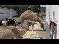 Cole Bros Circus 125 Years In Show Business