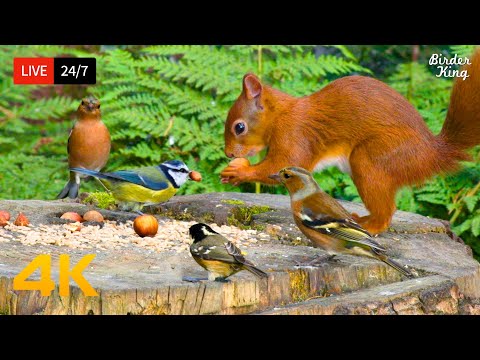 🔴 24/7 LIVE: Cat TV for Cats to Watch 😺 Eye-catching Birds and Red Squirrels 4K HDR