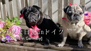 【パグ】花で愛犬をデコったら可愛い過ぎて胸キュンだった(*´꒳`*) | パリの花屋さんリュ・ディ | It’s so lovery!! Pug & flower【パグ犬 炭鈴】