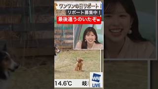 大量のコリー犬の中にプードル混ざっててシュール#小林李衣奈 #わんわんの日