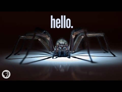 Why I'm Scared of Spiders