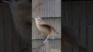 Download lagu kleperan burung pelanduk semak. #birds #animals #fyp #trending mp3 Download lagu kleperan burung pelanduk semak. #birds #animals #fyp #trending mp3