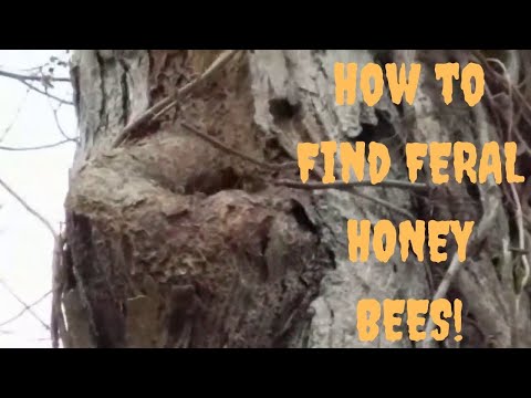 How to find FREE Honey Bees so You Know Where to Hang Your Swarm Trap or Bait Hive Part 3