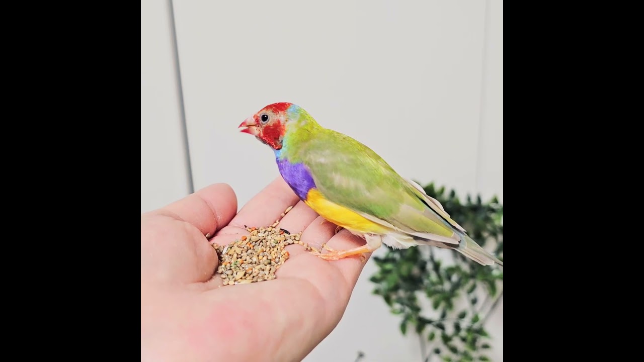 ケージの外でも手に乗るように☺コキンチョウの瑠羽(るわ)3才 2026年3月23日