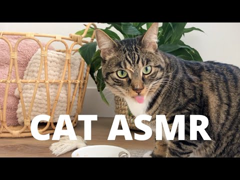 Cat ASMR (wet food, dry treats, drinking water)