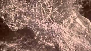 We All Have a map of the Piano - Mum