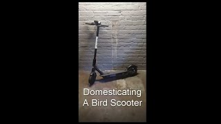Domesticating a Bird Scooter!