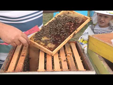 Boja meda ep. 81 24.09.2019. Đorđe Marković, paviljonski način pčelarenja, Boban Mišić, septembar