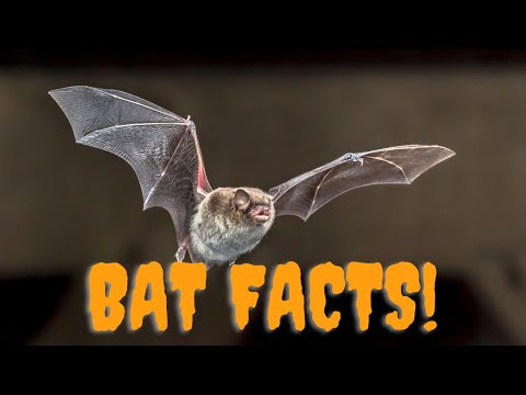 Bats, the most important misunderstood animals