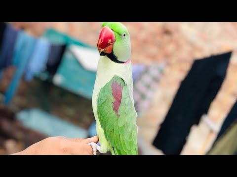 Bolny wala tota / talking Raw parrot #parrot #raw