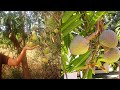 Ramphal Fruit Tree Growing in Village Nature | Wild Sweetsop Grow Fast | Wild Sweetsop Fruit Tree