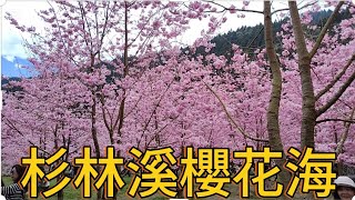 [問卦] 杉林溪河岸櫻花海好漂亮一點都不輸日本耶