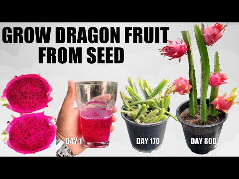 How To Grow Dragon Fruit From Seeds | SEED TO FRUIT