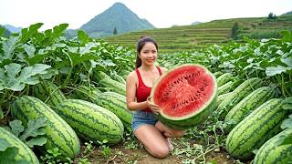 Download lagu Harvesting Long Red Watermelon Covered In Vines Go to Market Sell | Ella New Life mp3