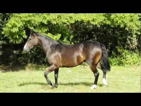 Cabanha Guanabara - Morcilla