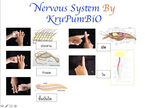 ภาพผู้หญิงคนตื่นเต้น ประโยชน์ข้าวโอ๊ตแรง