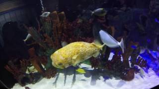 Great Lakes Aquarium Duluth MN Sturgeon Eelpout and Sharks - Oh my!