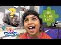 What Is A Wombat Work It Out Wombats On PBS KIDS