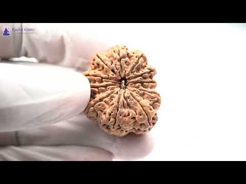 Rudraksha Product Image