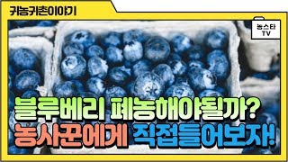 블루베리 농사를 짓고 계신분의 생각을 들어봤습니다!!