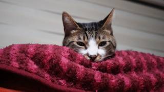 つちのこスタイルで寝る猫がかわいい　【リキちゃんねる　猫動画】 キジトラ 猫のいる暮らし