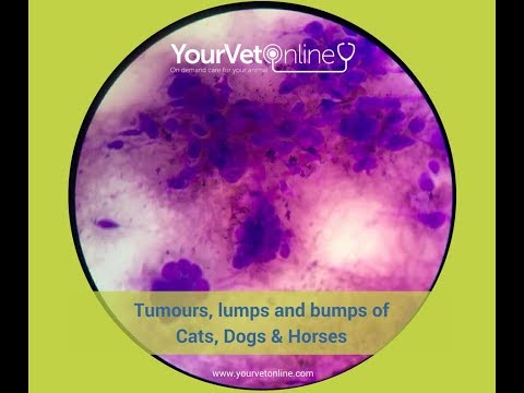 How To Tell If Lump On My Dog Or Cat Is Cancer? | Tutorial | Your Vet Online