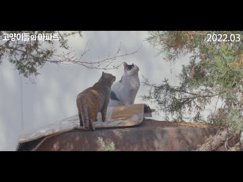 [고양이들의 아파트] 메인 예고편 예고편