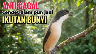 Download lagu SUARA CENDET GACOR ISIAN ALAM || ANTI GAGAL efektif bikin cendet malaspun  langsung ikutan bunyi mp3