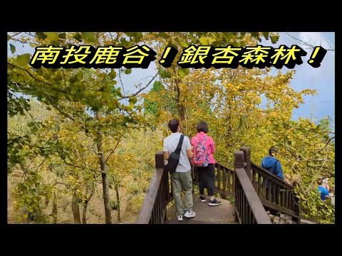 Caminhada panorâmica pela montanha Nantou Lugu Dalun + Floresta Ginkgo + Viagem à fazenda agrícola Wuji (série 4 de outubro)