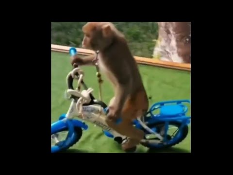 İLGİNÇ VE YETENEKLİ MAYMUNLAR