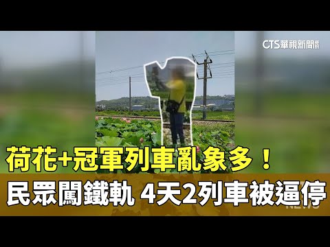 荷花+冠軍列車亂象多！　民眾闖鐵軌　4天2列車被逼停