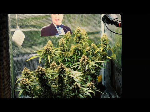 Mein Cannabis Anbau Tag 74 - Luftentfeuchter & Eiswasser Gießen Bro Science! | Purple Skunk