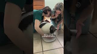 Download lagu 42-Pound Cat Goes On An Amazing Weight Loss Journey | The Dodo mp3